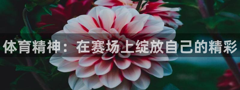 尊龙官方正版app娱乐首页官网下载：体育精神：在赛场上绽放自