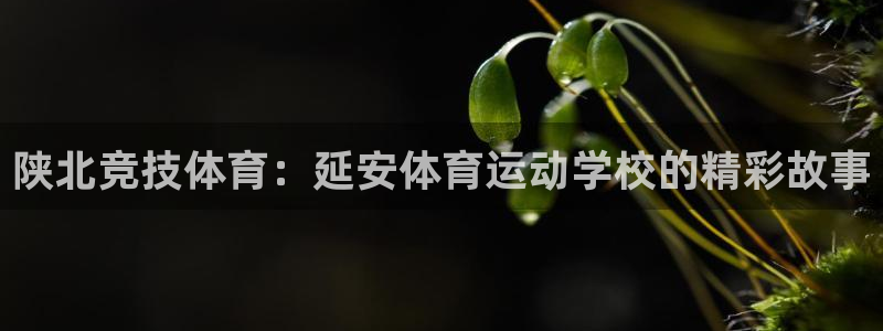 尊龙ag旗舰厅下载：陕北竞技体育：延